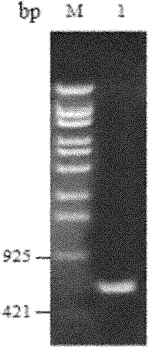 Prokaryotic expression vector contributing to purification of foreign protein and construction method thereof
