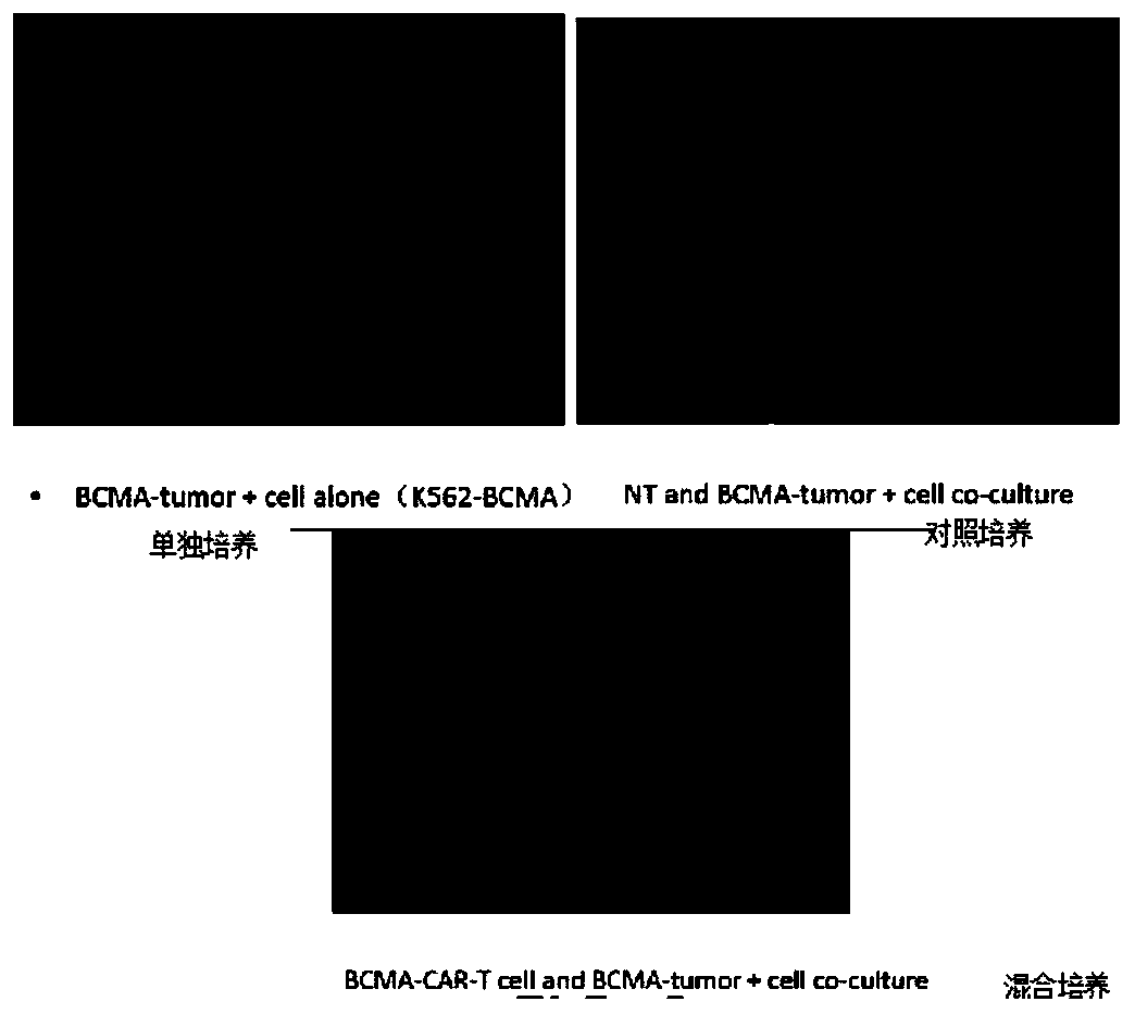 Target BCMA chimeric antigen receptor, nucleic acid sequence, carrier and application