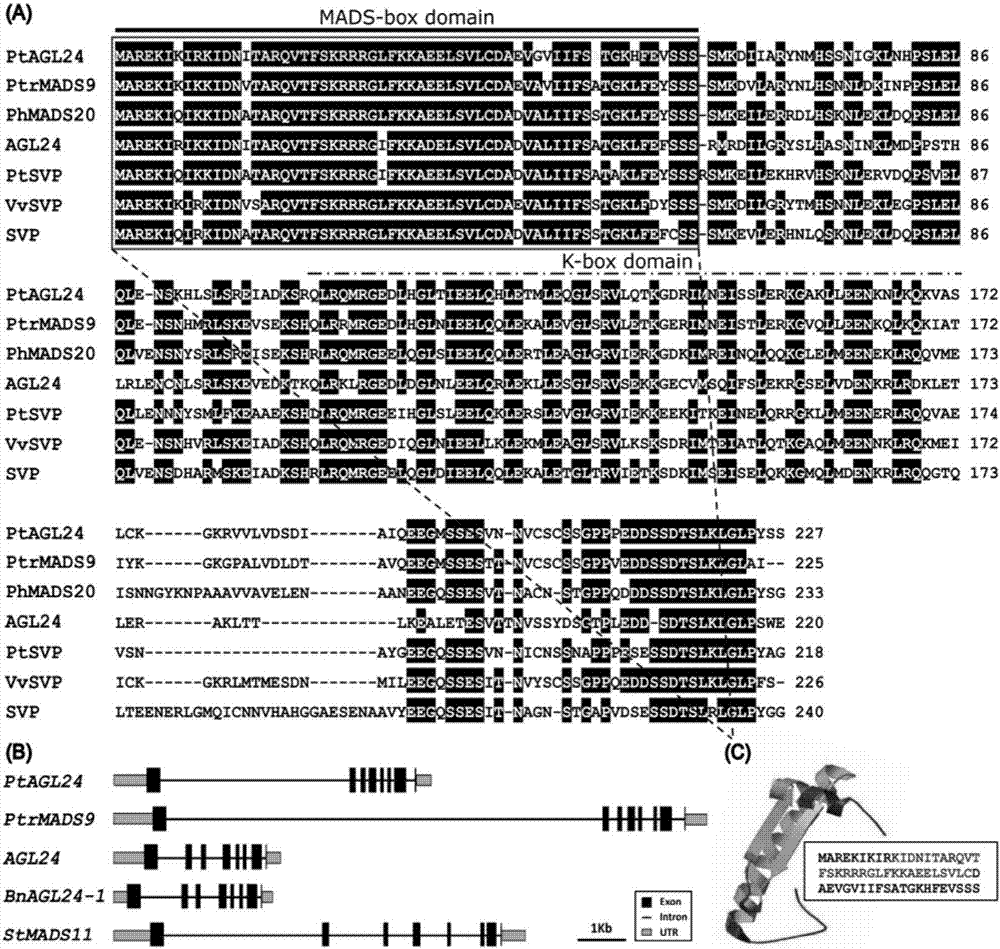 Precocious trifoliate orange PtAGL24 gene separation and application with effect of regulating and controlling plant early blossoming