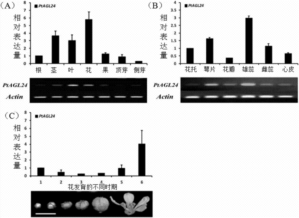 Precocious trifoliate orange PtAGL24 gene separation and application with effect of regulating and controlling plant early blossoming