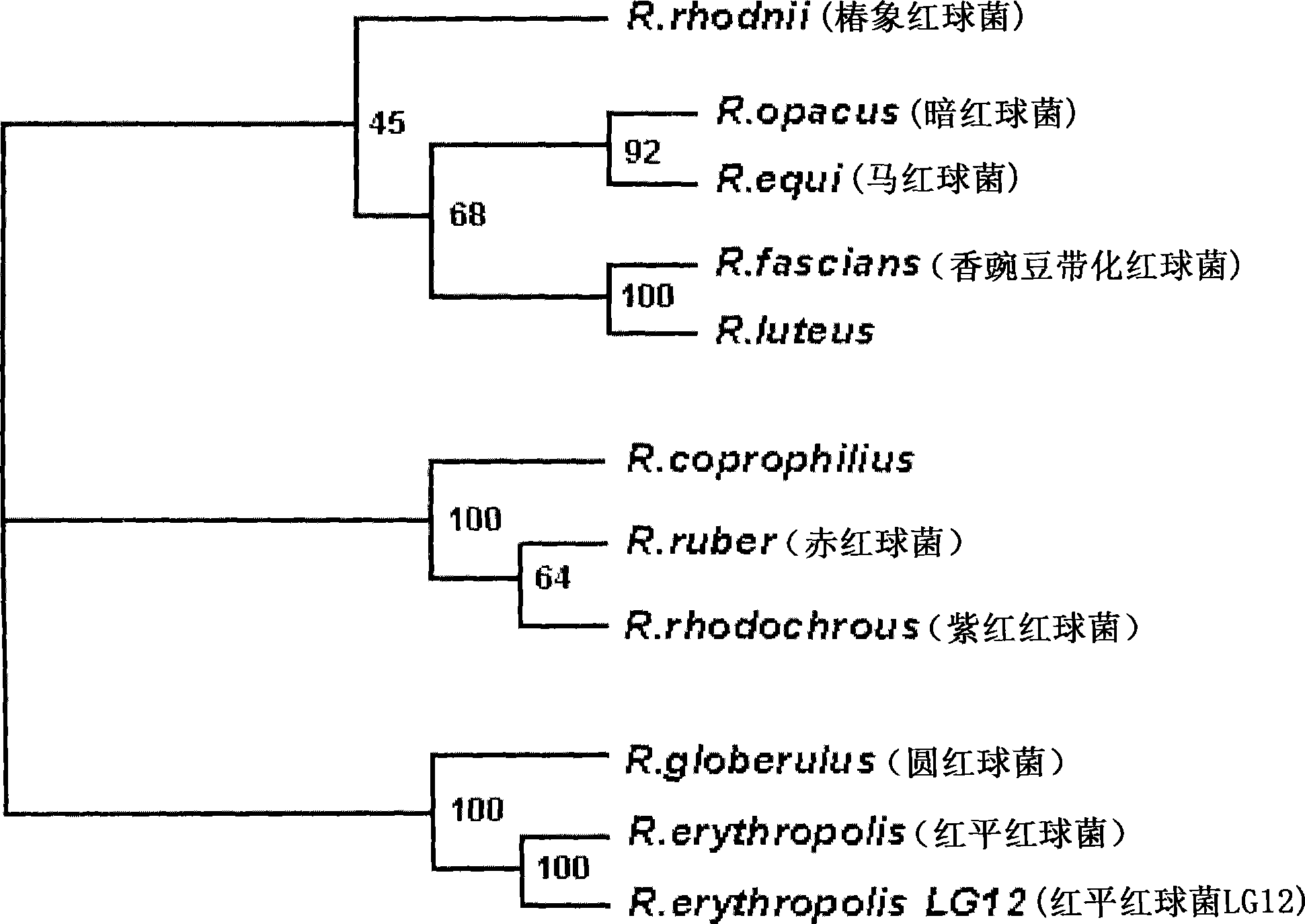 Rhodococcus erythropolis LG12 having acrylic acid degrading activity and method for removing acrylic acid using the same