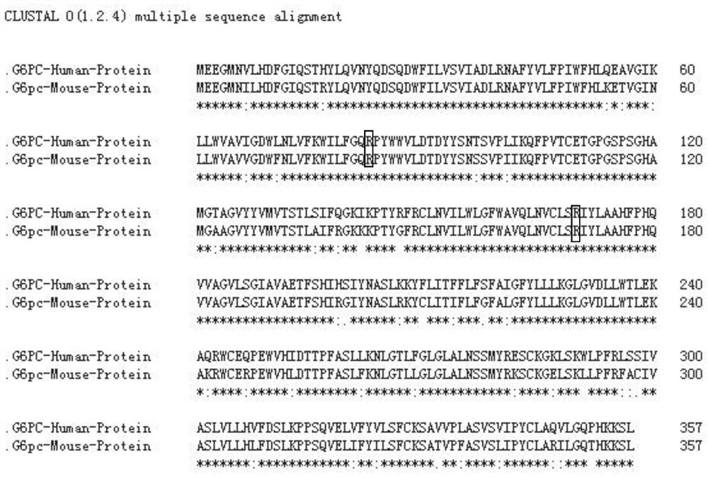 A kind of sgRNA guide sequence and its application of specific targeting mouse g6pc gene