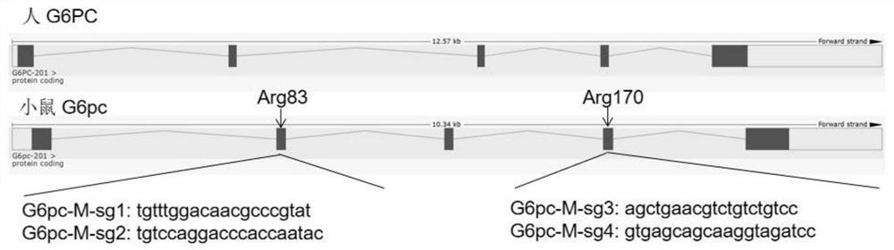 A kind of sgRNA guide sequence and its application of specific targeting mouse g6pc gene