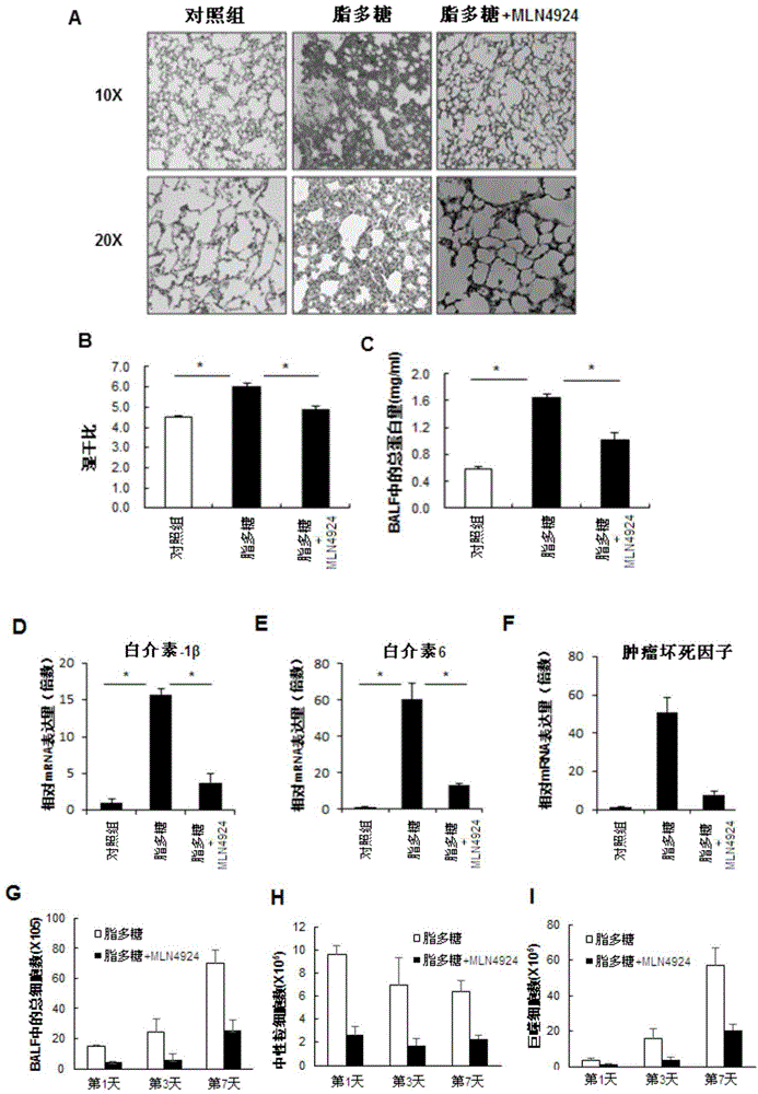 Applications of small-molecular inhibitor MLN4924 in preparation of drug for inhibiting bleomycin-induced pulmonary fibrosis