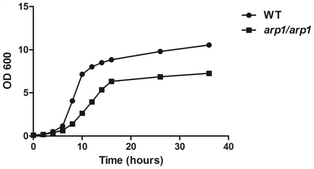 Candida albicans attenuated strain with deletion of ARP1 gene and application of candida albicans attenuated strain