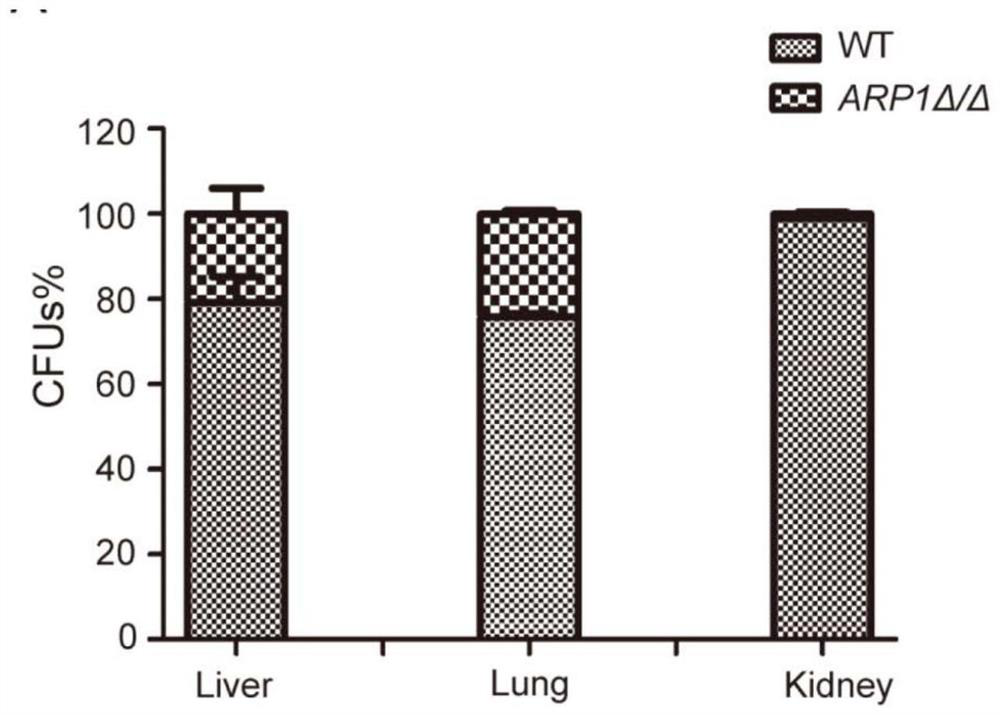 Candida albicans attenuated strain with deletion of ARP1 gene and application of candida albicans attenuated strain