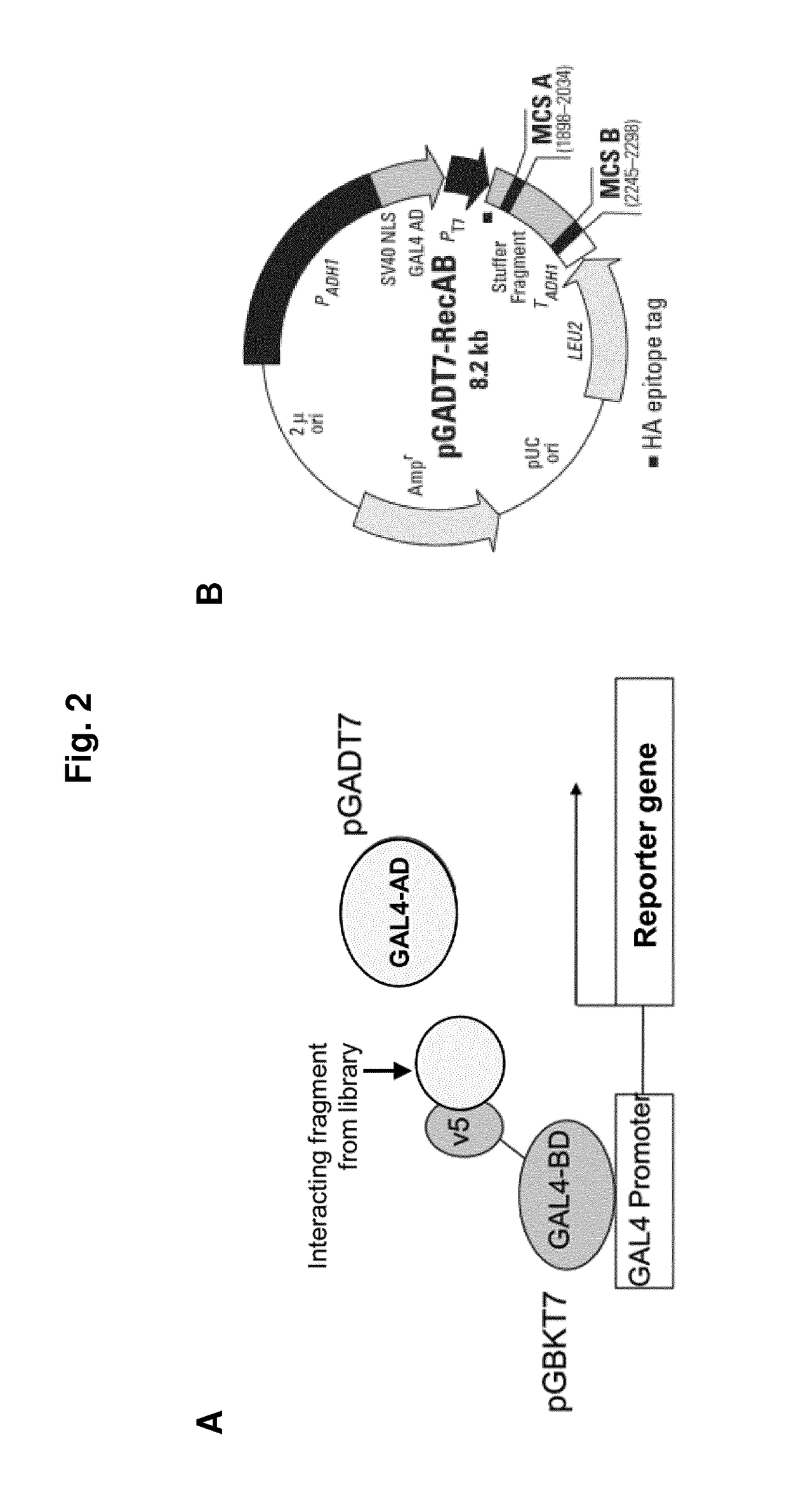 Cd44 binding peptides