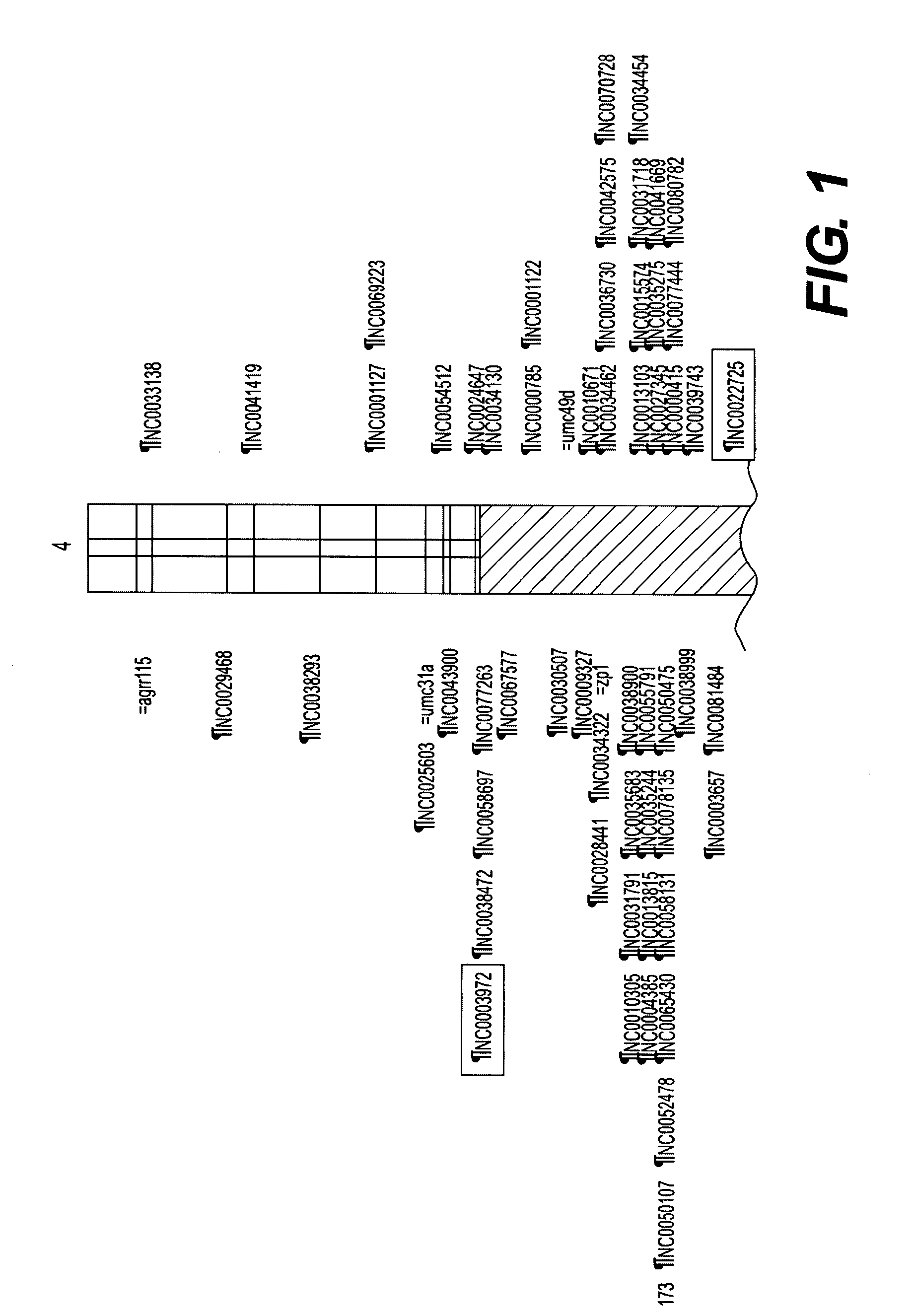 Compositions and Methods of Plant Breeding Using High Density Marker Information