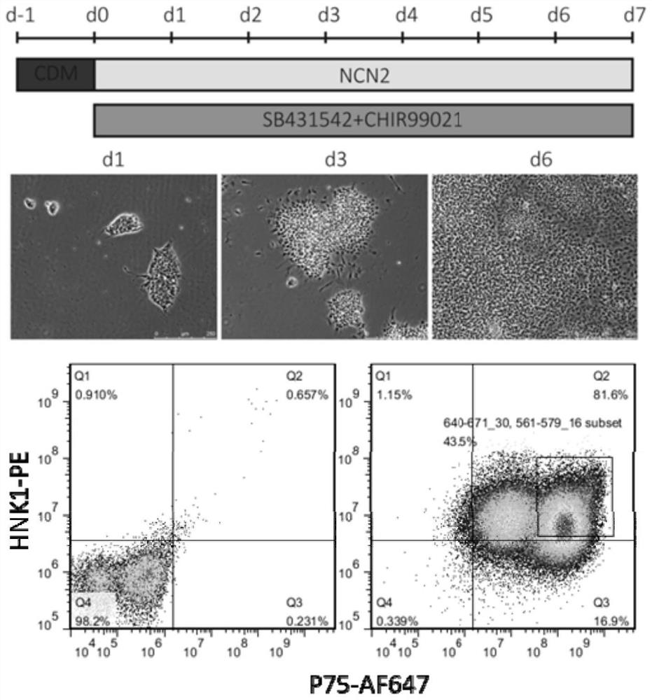 A neural crest lineage pericyte derived from pluripotent stem cells and its differentiation method