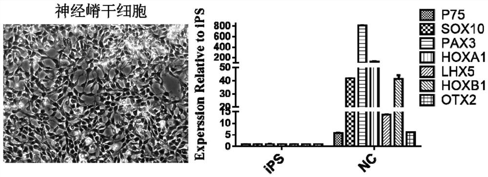 A neural crest lineage pericyte derived from pluripotent stem cells and its differentiation method