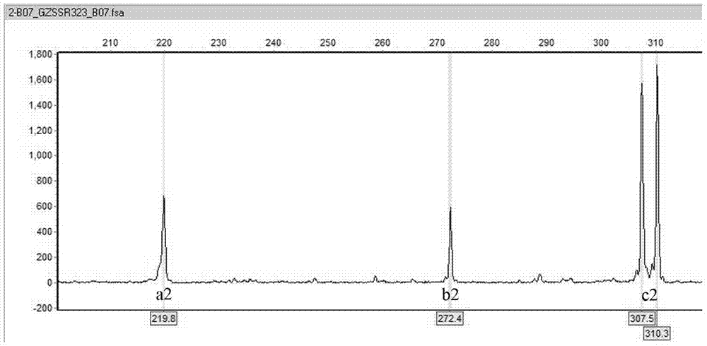 est-ssr marker identification method and primers of traditional Chinese medicine Xihuangcao species