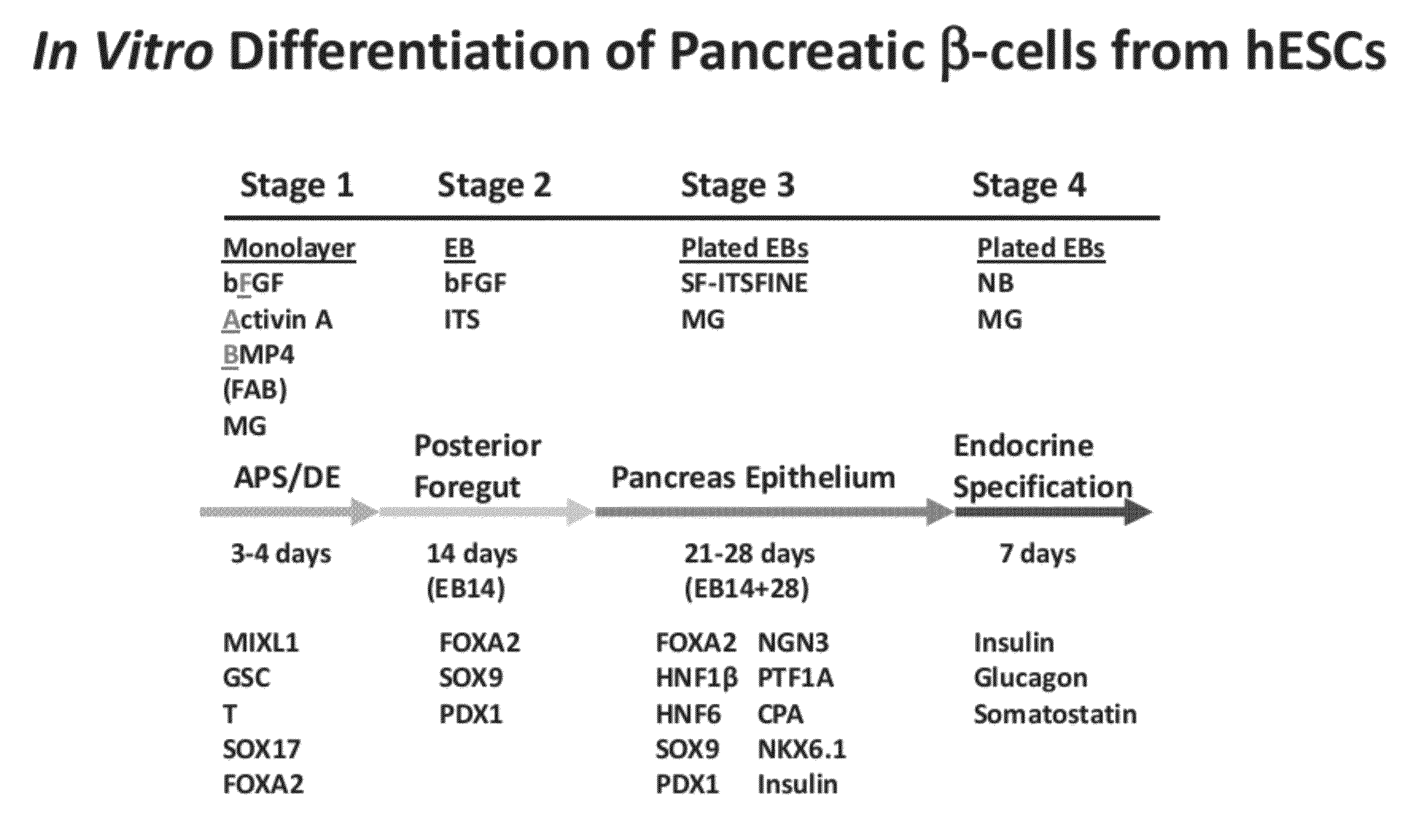 Methods and devices for differentiating pluripotent stem cells into cells of the pancreatic lineage