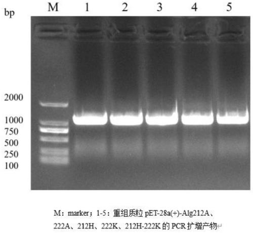 Site-directed mutation modified algin lyase mutant and application thereof