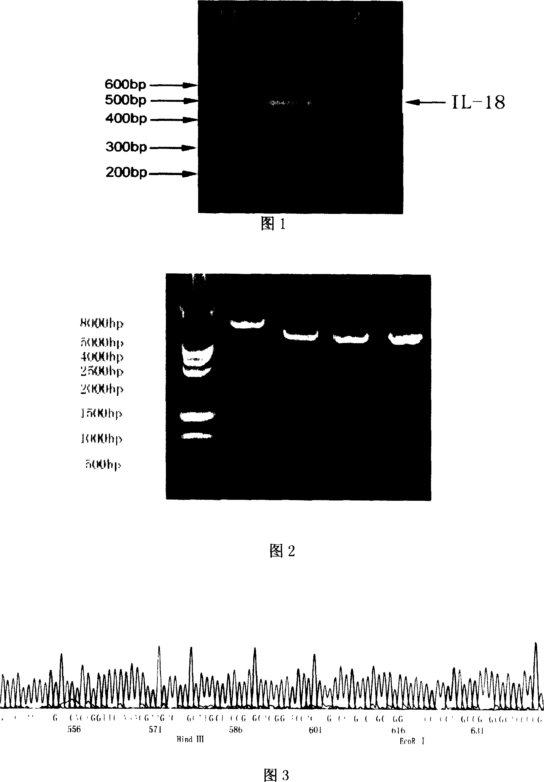 Fusion gene vector construction and expression as well as uses