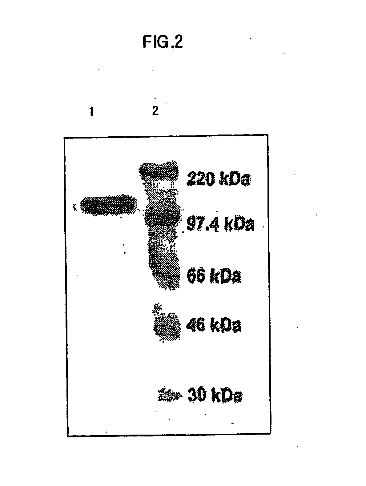Biomolecule transduction motif Mph-1-BTM and the use thereof