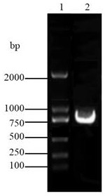 A Genetically Engineered Strain of Rhodosporidium Saccharomyces Producing Astaxanthin