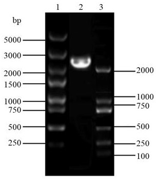 A Genetically Engineered Strain of Rhodosporidium Saccharomyces Producing Astaxanthin