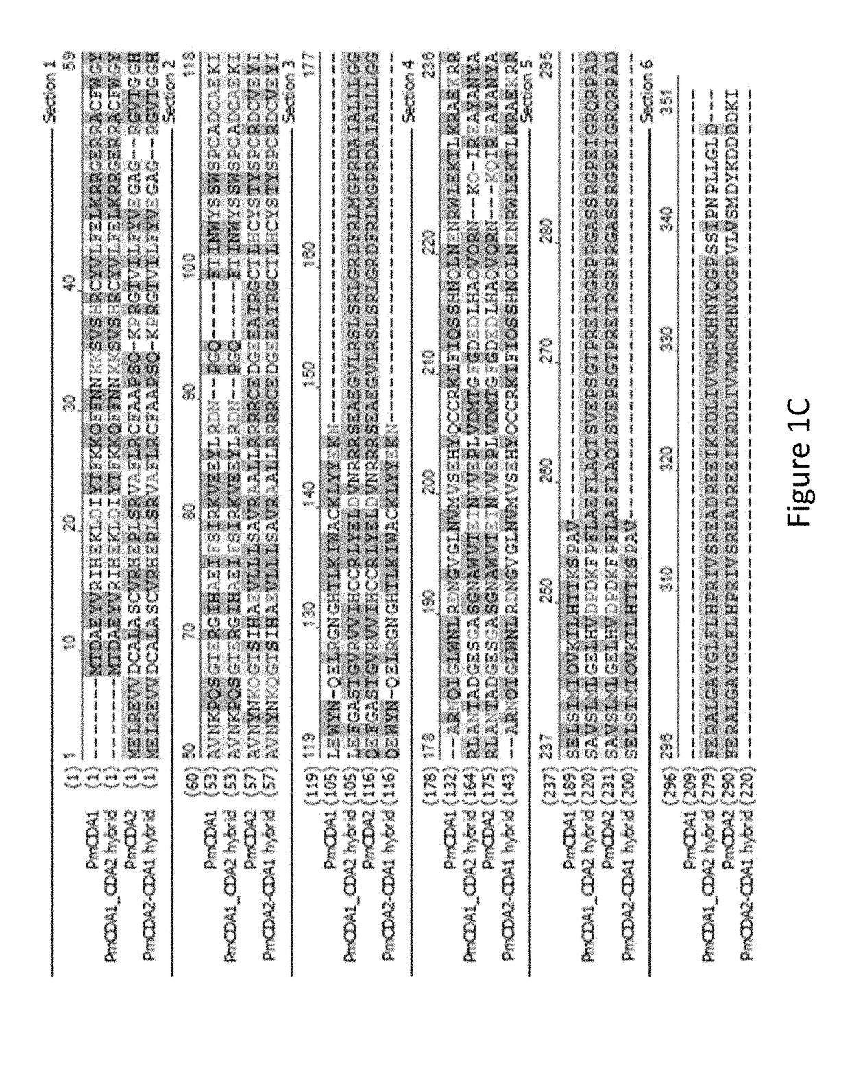 Composition and method for diversifying polypeptide libraries
