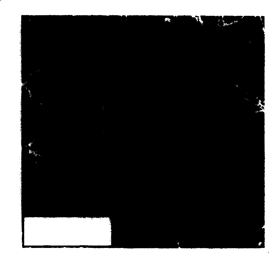 Modified liquid for filter paper of filter and its preparation method and use