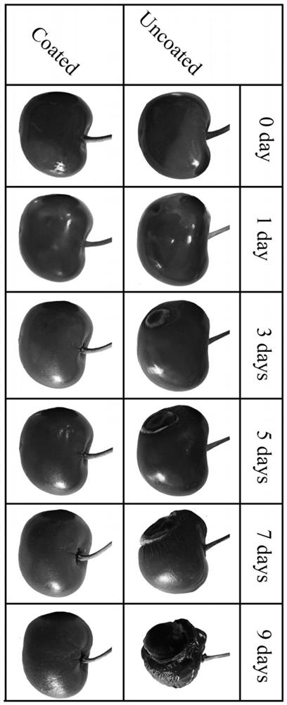 A preparation method of biological composite coating and intelligent colorimetric film material