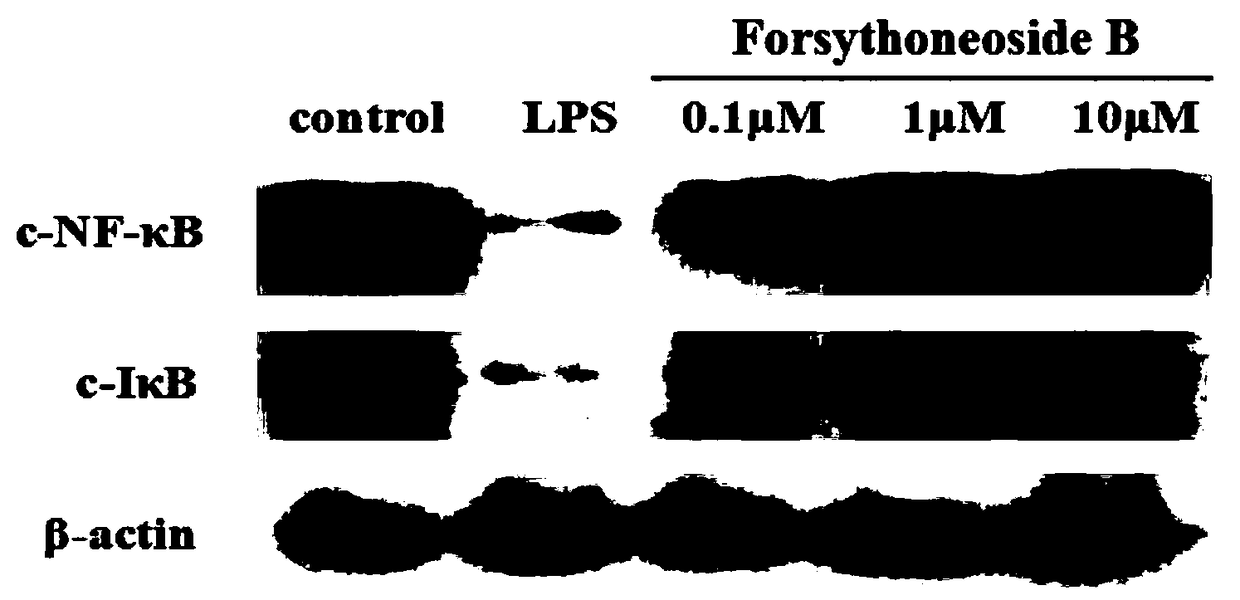 A class of compounds derived from forsythia, its preparation method and its application in the prevention and treatment of Parkinson's disease