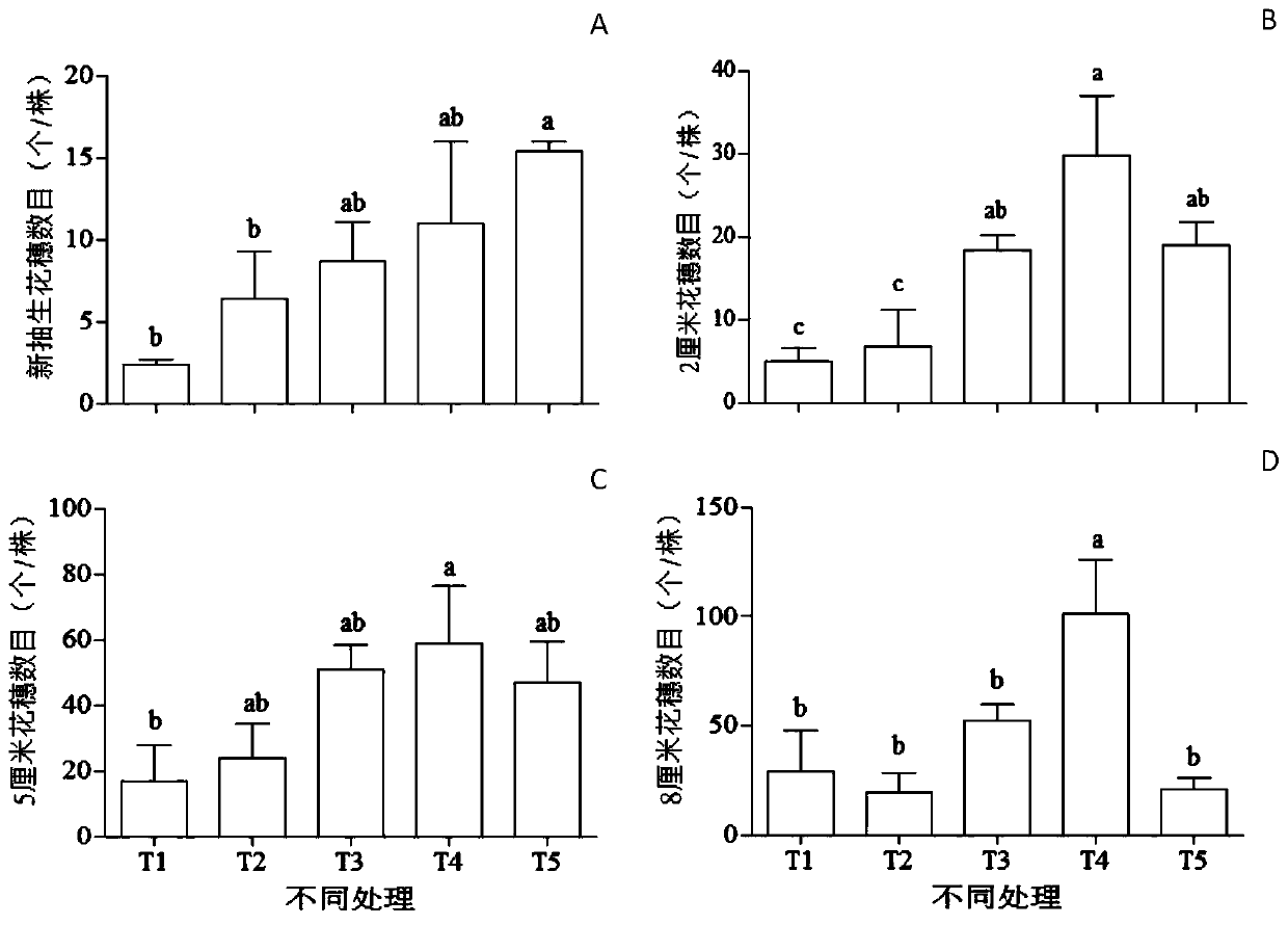 Exogenous gibberellin spica increase method of piper nigrum