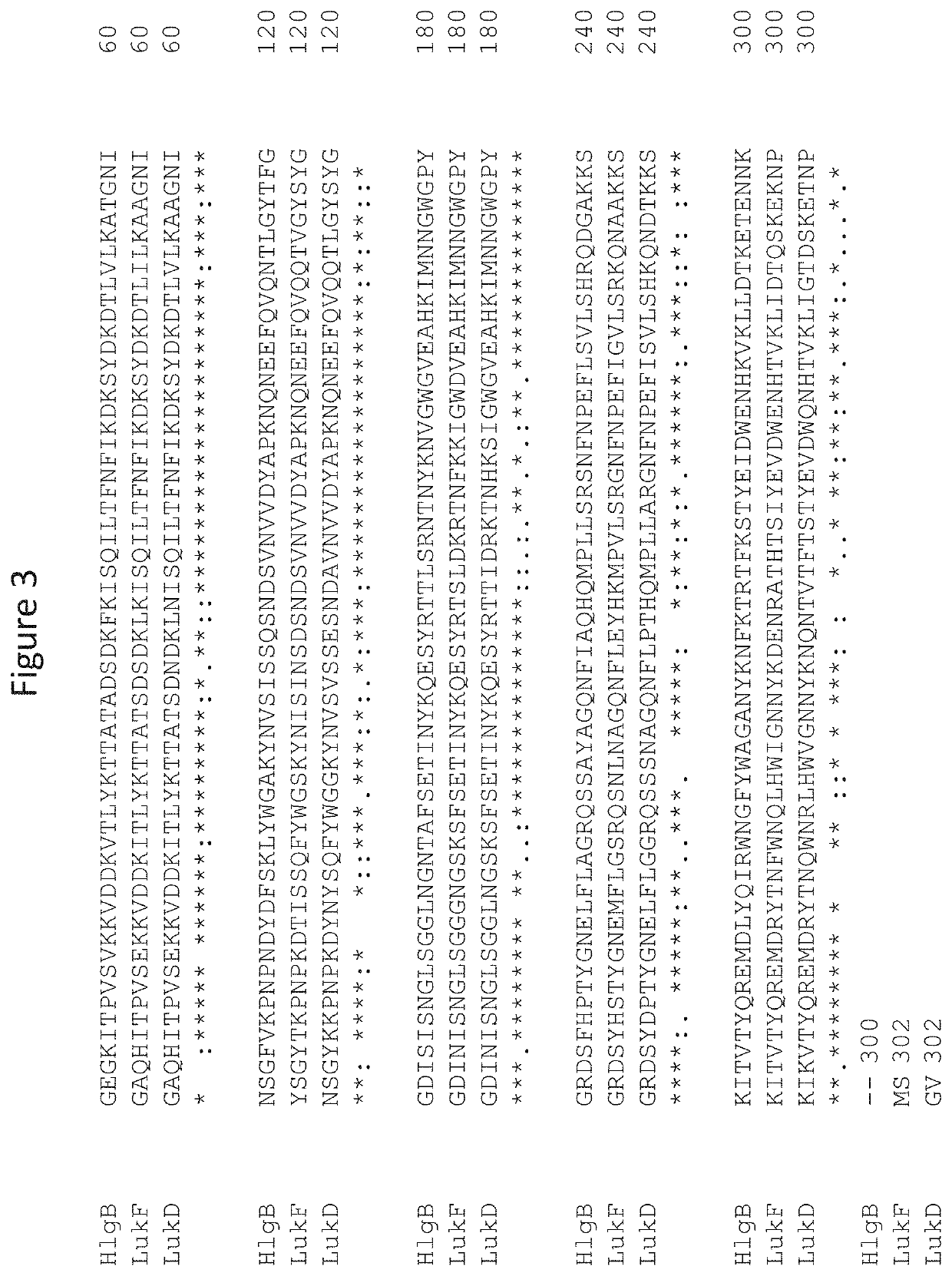 Antibodies directed against staphylococcus aureus leukotoxins