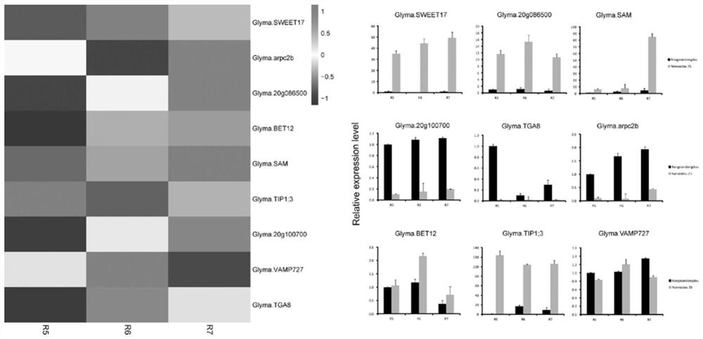 Molecular markers, screening methods, breeding methods and applications for screening soybean materials