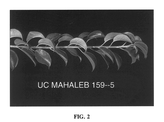 Mahaleb rootstock named `UCMH 59`