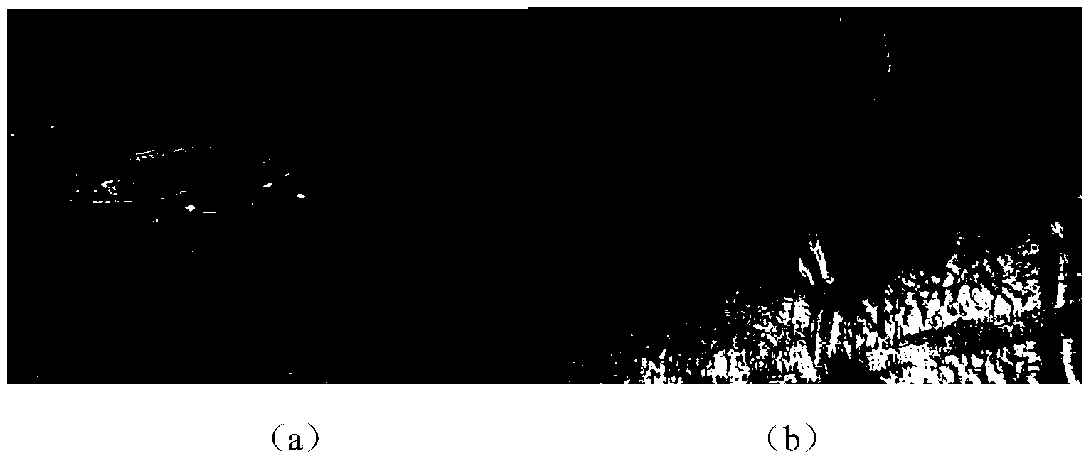 Young inkfish marking method, reagent and application