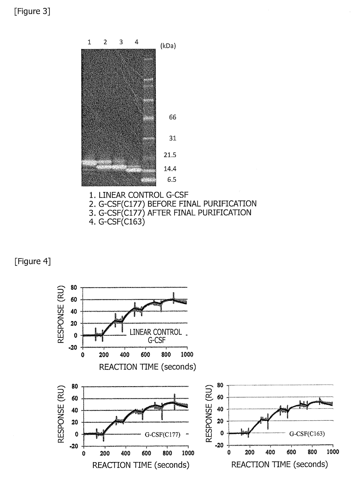 Cyclized cytokine and method for producing same