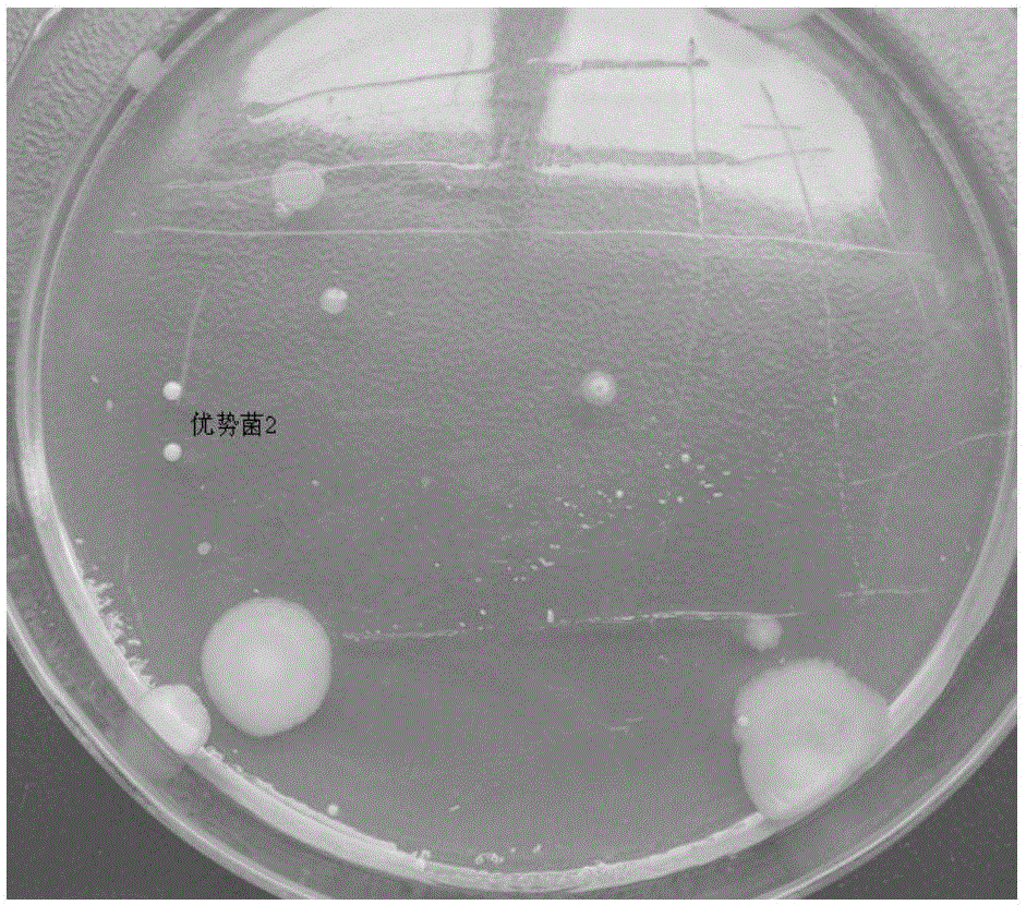 A strain of non-spore brevibacterium and its application