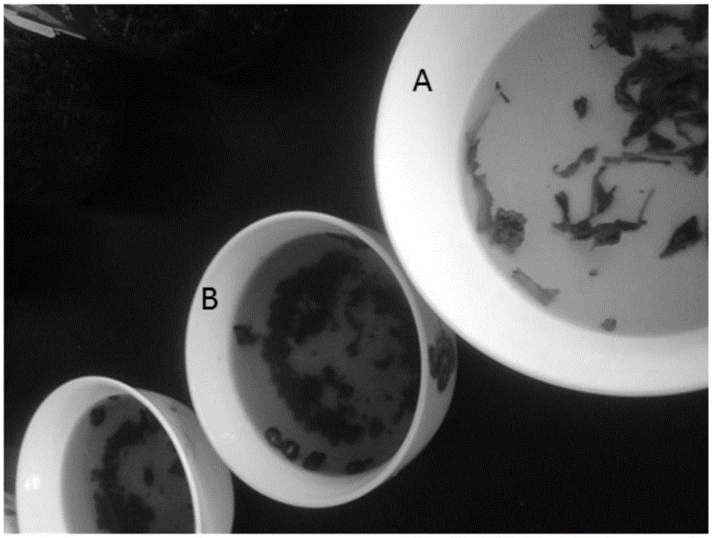A strain of non-spore brevibacterium and its application