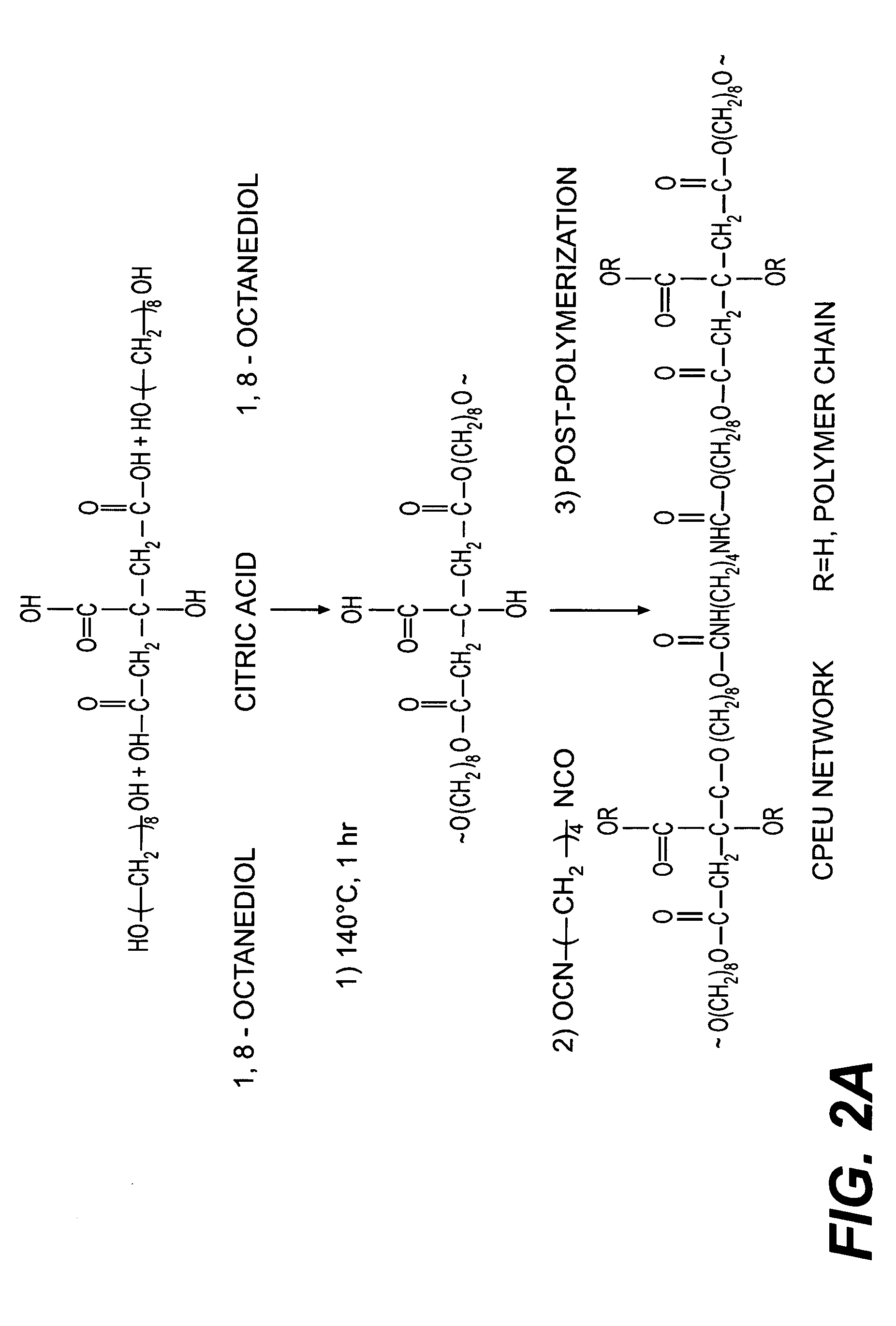 Bio-polymer and scaffold-sheet method for tissue engineering