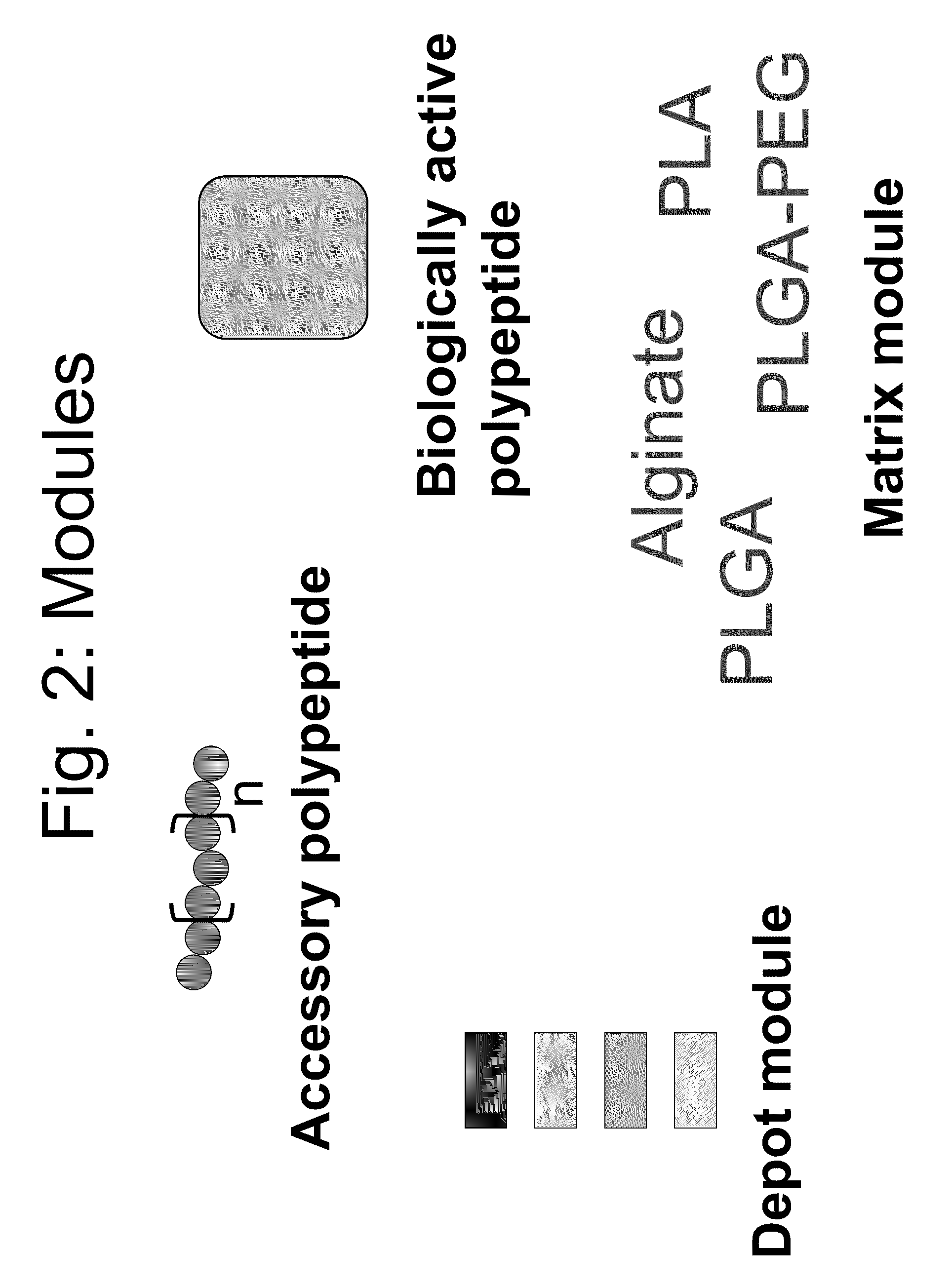 Compositions and methods for modifying properties of biologically active polypeptides