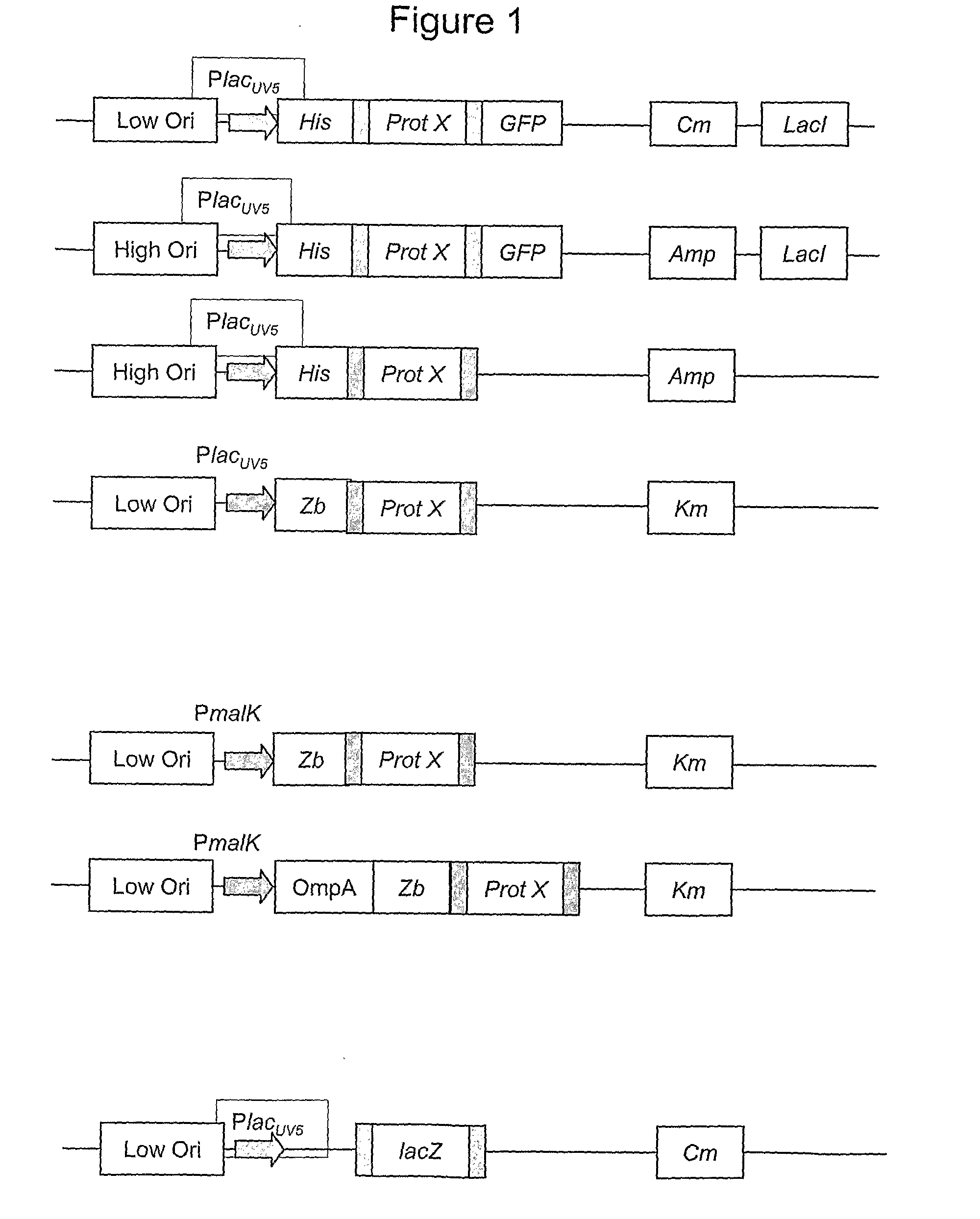 Method for Multiparallel Construction of Host/Vector-Systems for Expression of Proteins