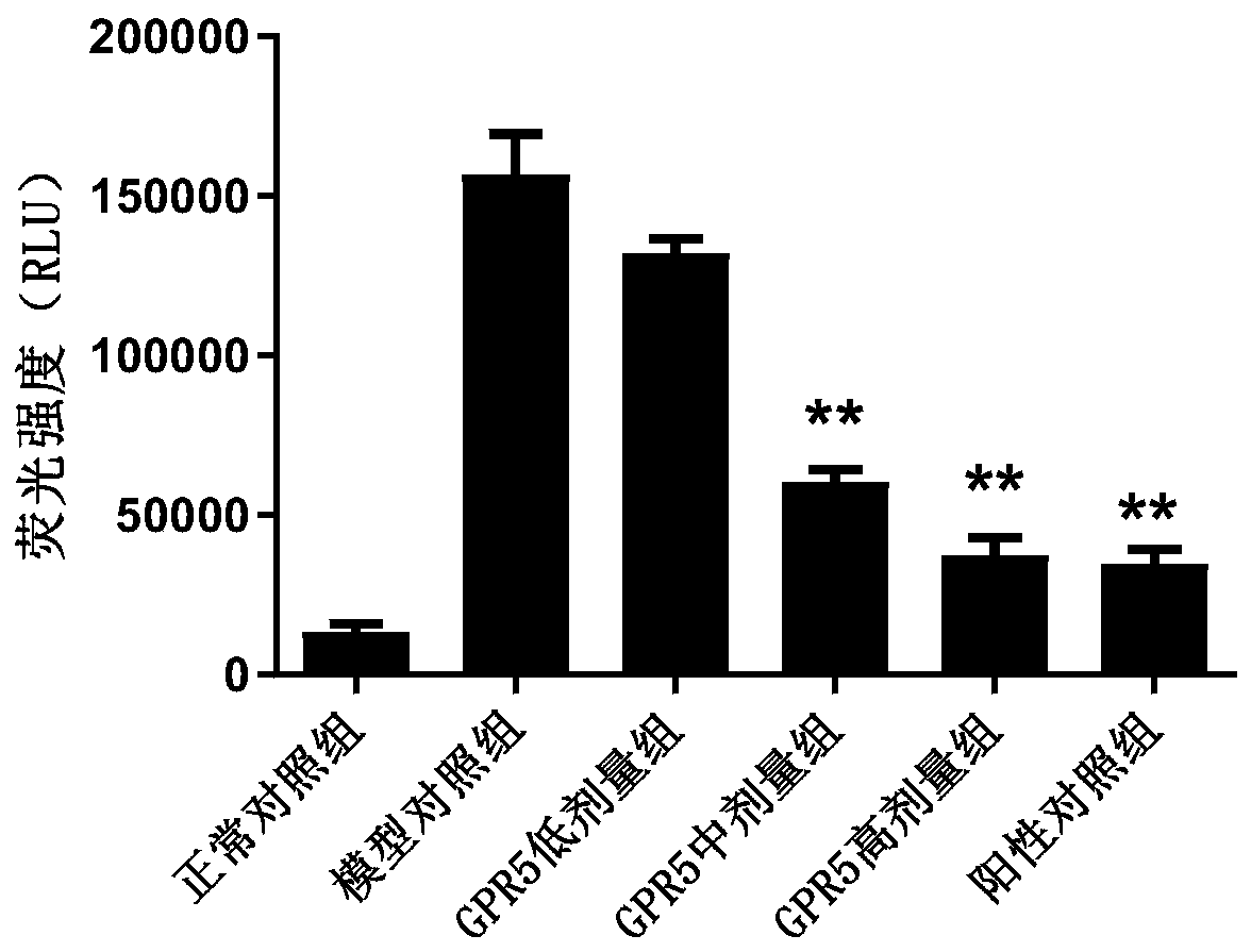 Polypeptide GPR5 and application thereof to promoting of hepatocyte proliferation and inhibiting of hepatocyte apoptosis