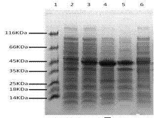 A kind of respiratory syncytial virus f2 protein subunit vaccine and preparation method thereof