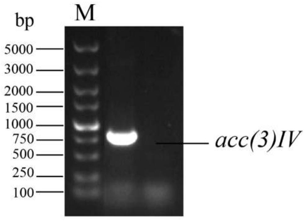 Streptomyces diastatochromogenes with high yield of toyocamycin in genetic engineering as well as construction method and application of streptomyces diastatochromogenes
