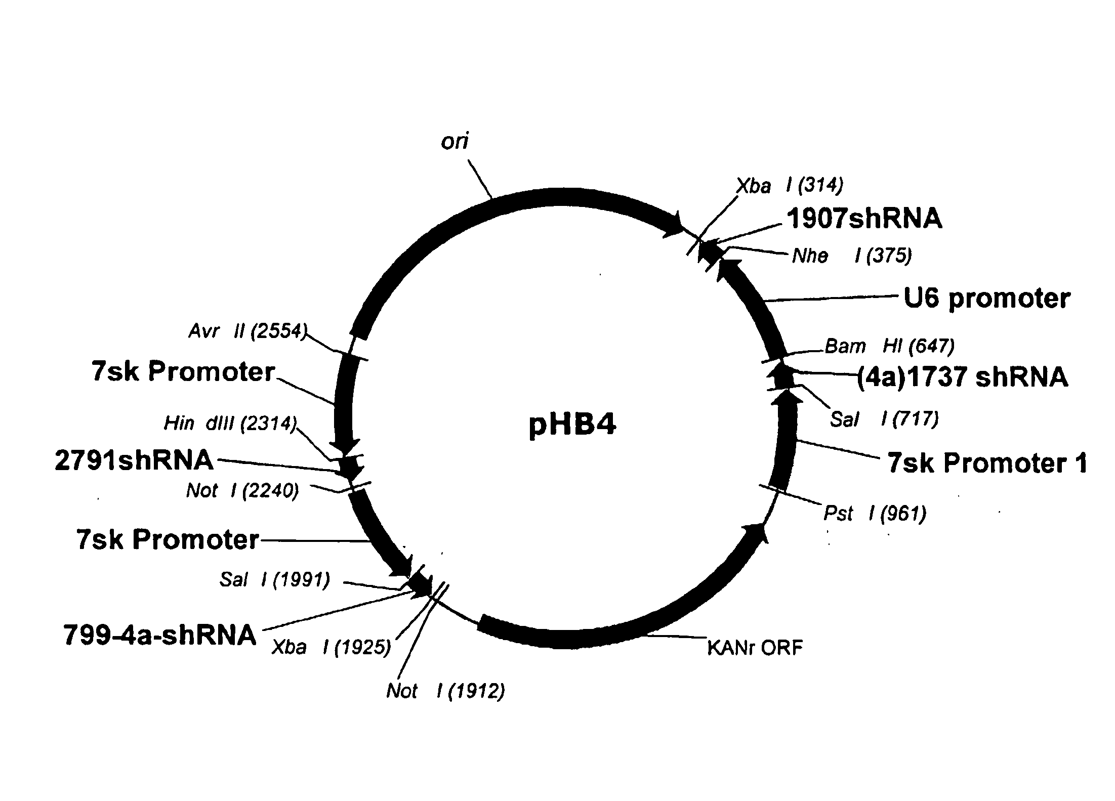 Multiple RNA Polymerase III Promoter Expression Constructs
