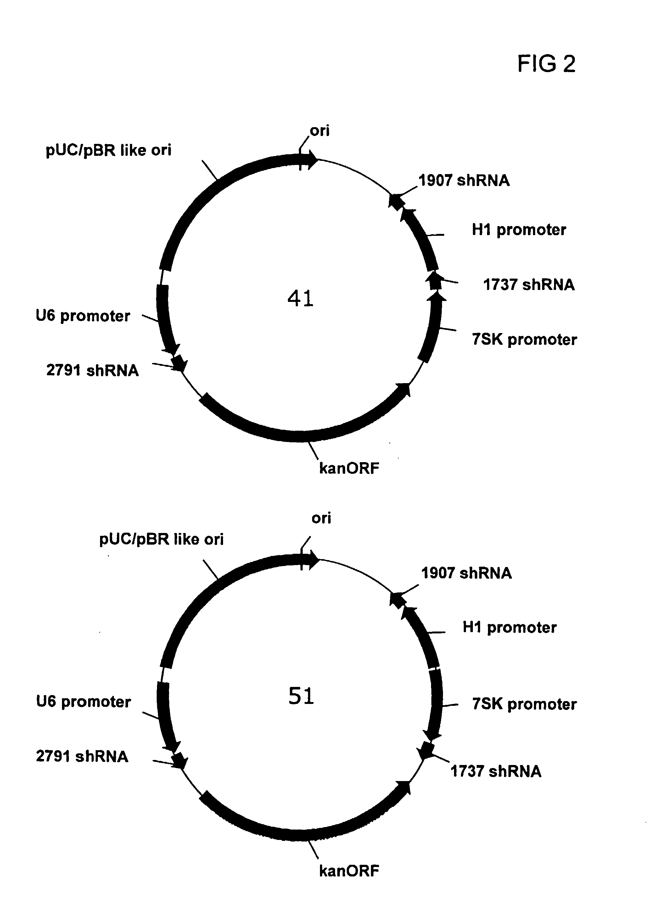 Multiple RNA Polymerase III Promoter Expression Constructs