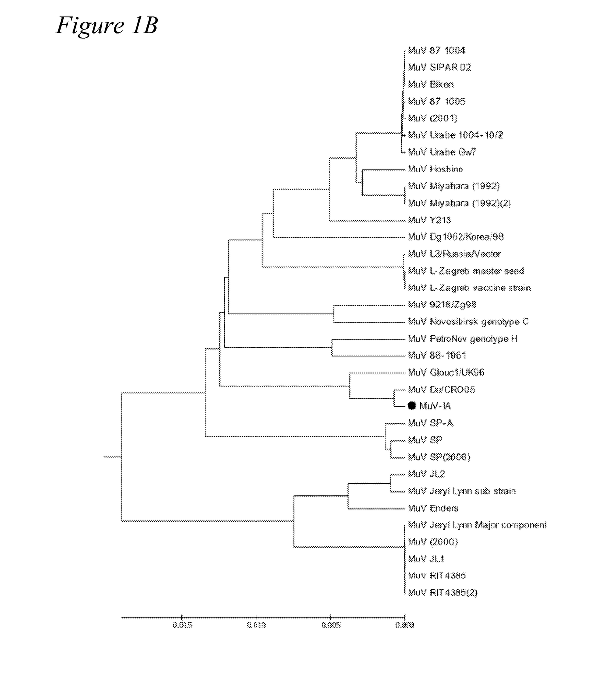 Recombinant mumps virus vaccine