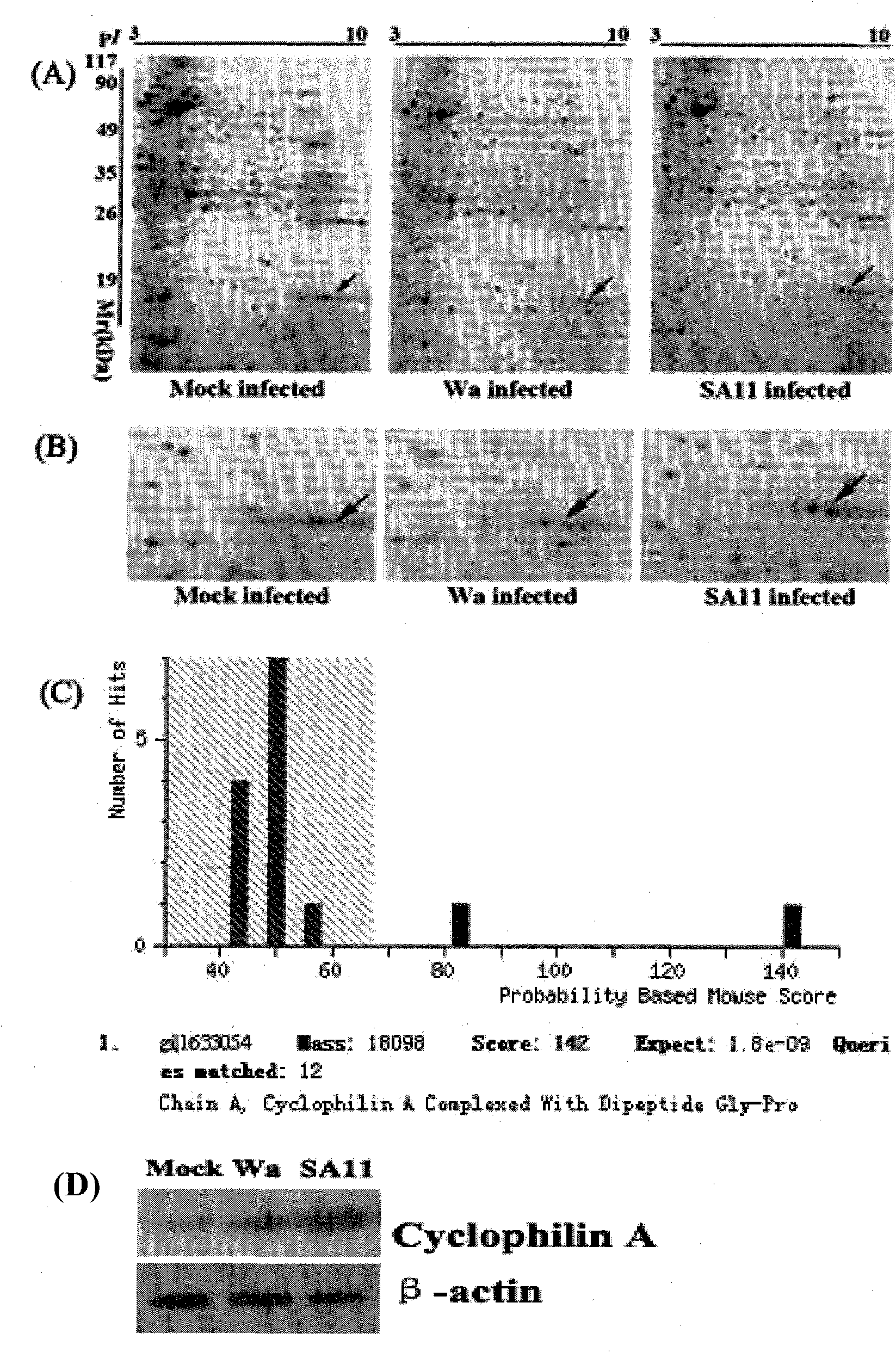 Application of cyclosporin A in preparing anti-rotavirus medicaments