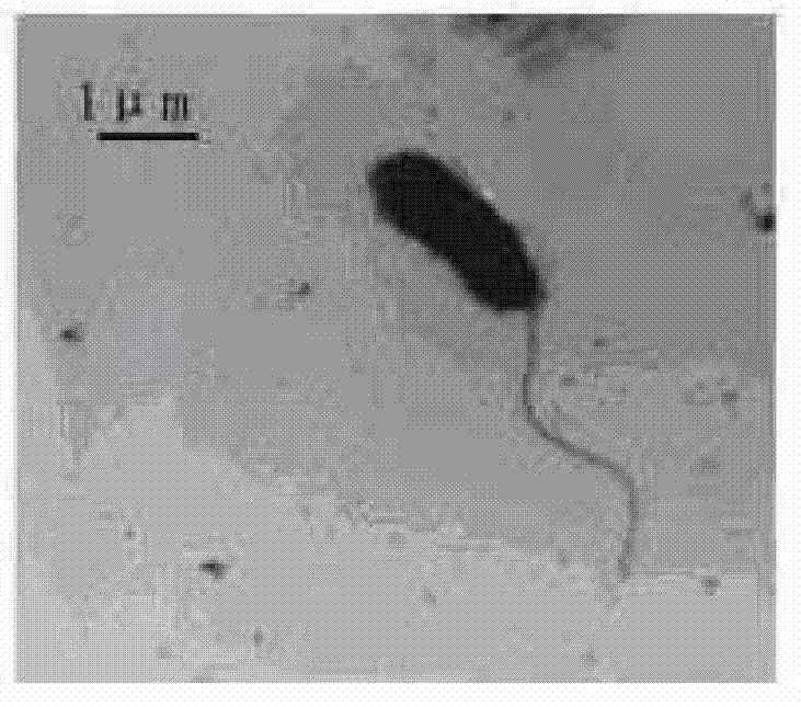 Vibrio qinghaiensis Q67B and separation, screening and application thereof