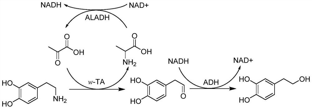 Strain and method for producing hydroxytyrosol