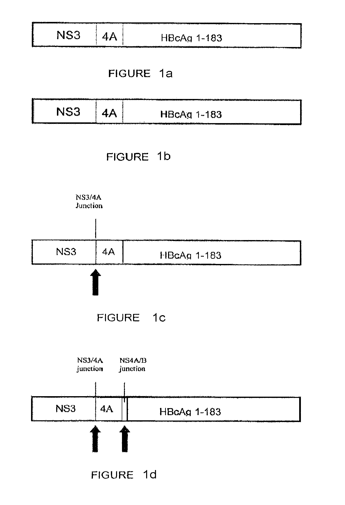 Compositions and methods that enhance an immune response