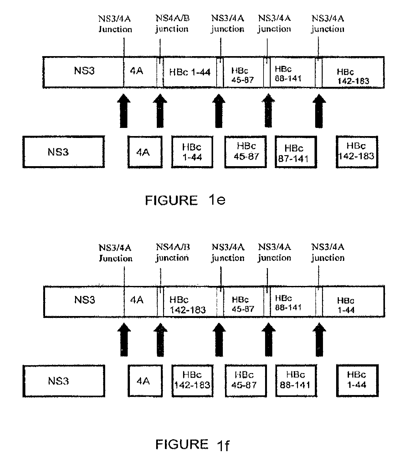 Compositions and methods that enhance an immune response