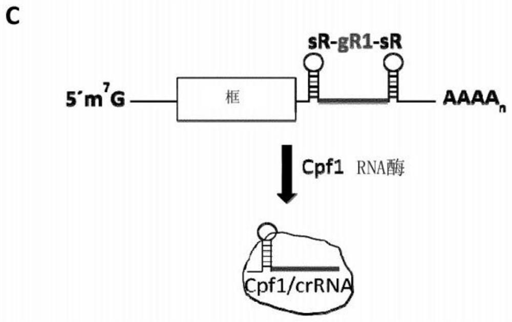 Optimized plant CRISPR/CPF1 systems