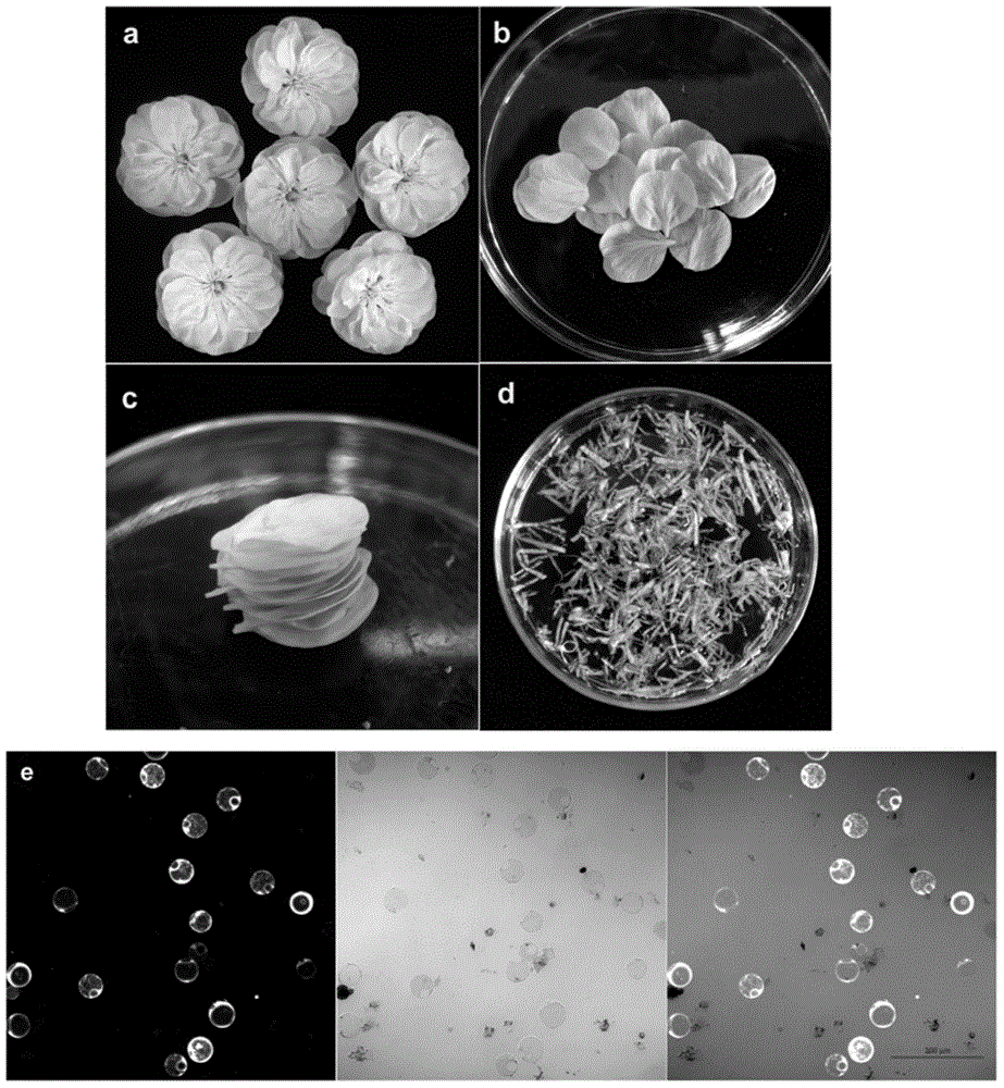 Method for expressing proteins by using plant petal cell protoplast