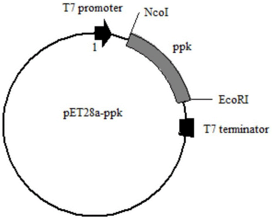 Method for regenerating ATP(adenosine triphosphate) through enzyme method
